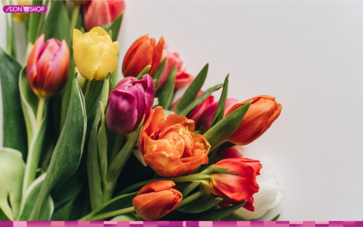 Hoa tulip biểu tượng cho tình yêu hoàn hảo