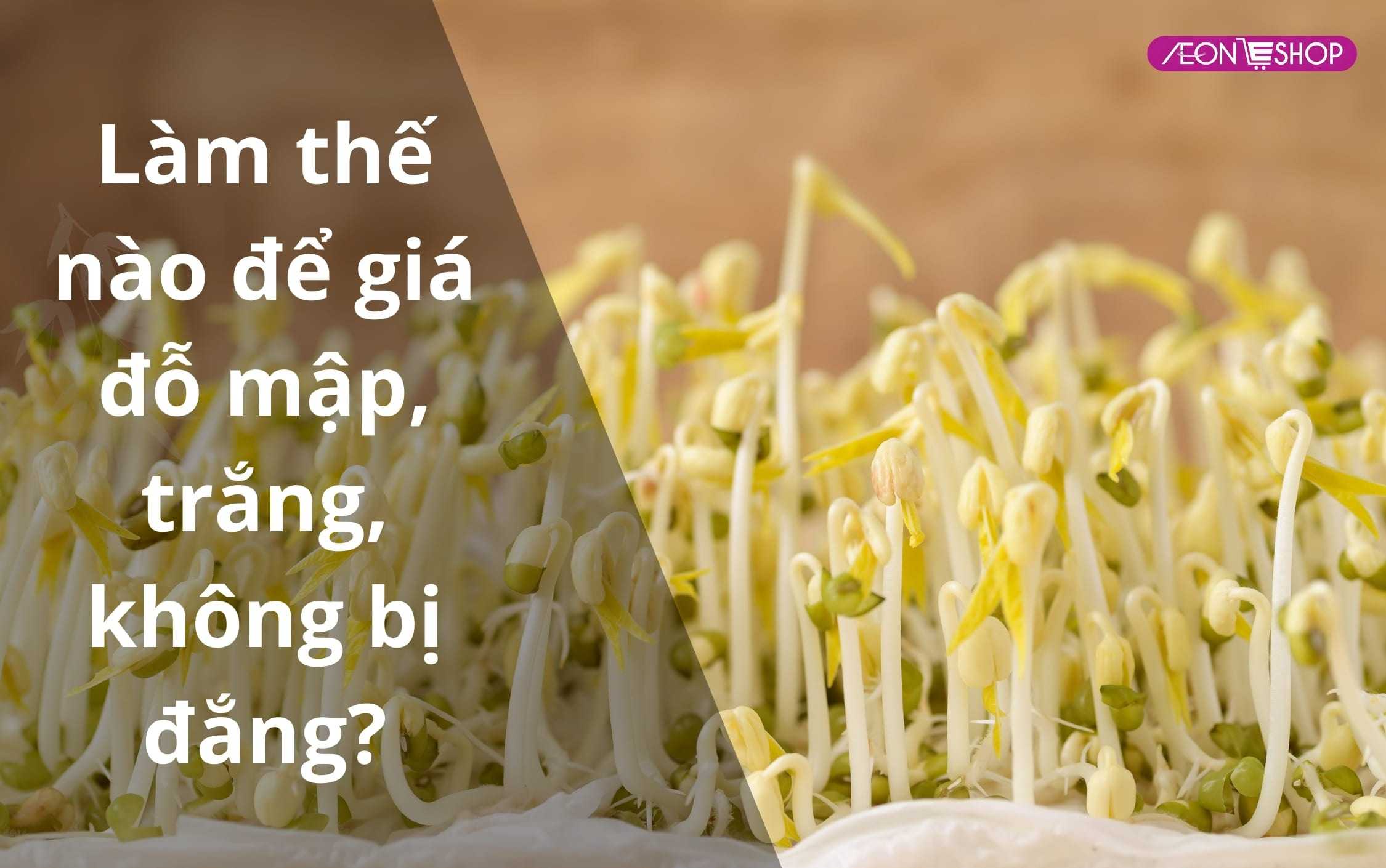 Làm thế nào để giá đỗ mập, trắng, không bị đắng
