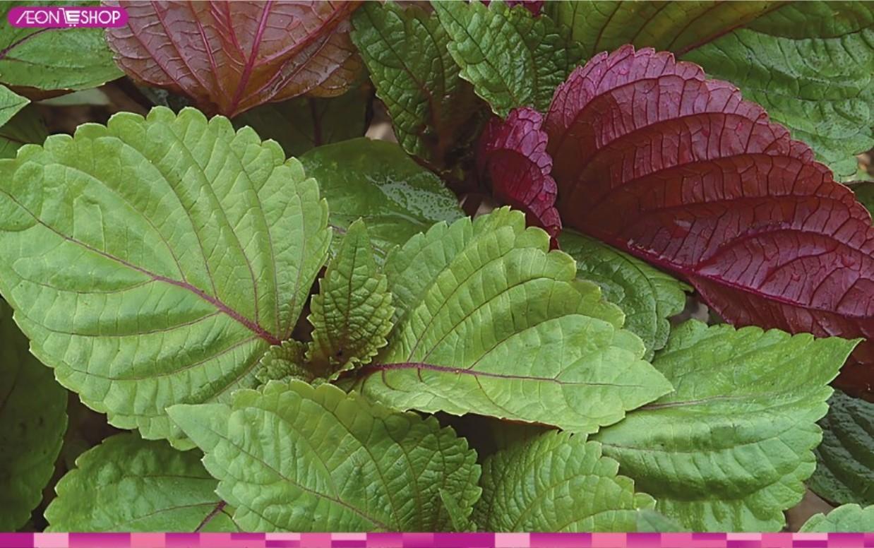 làm trắng da mặt tại nhà bằng lá tía tô 