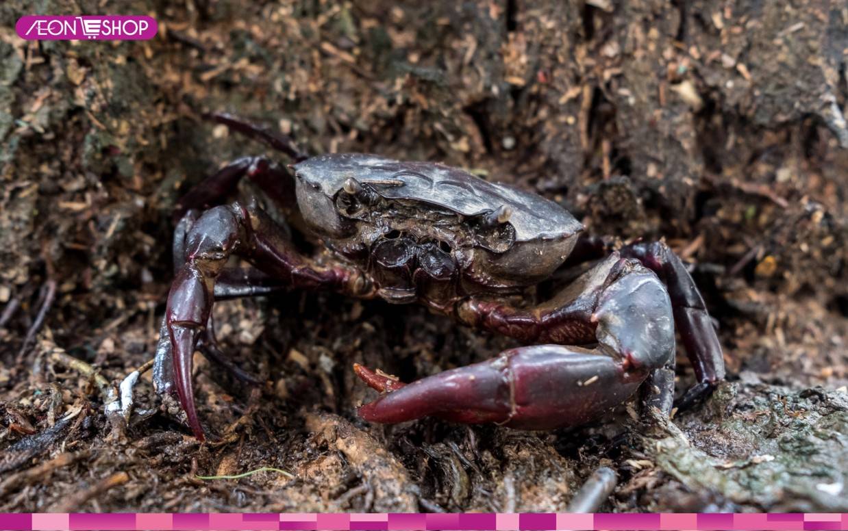 Mẹo chọn mua cua đồng tươi ngon