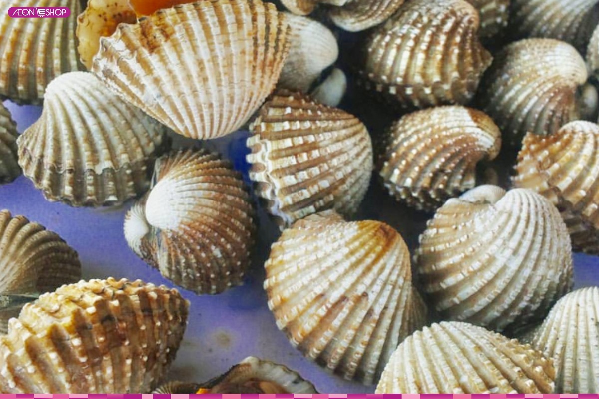 Sò huyết Phú Yên